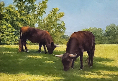 Devon Cows at Mount Vernon, Virginia