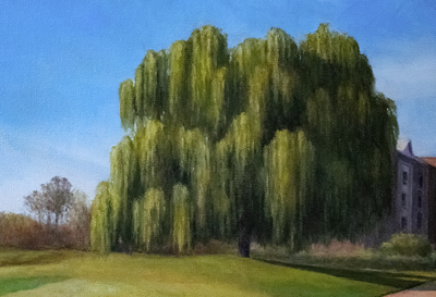 Willow Tree at Osprey, Belmont Bay
